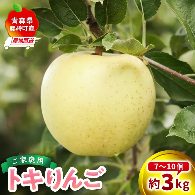 ＜産地直送＞ 訳あり トキ 約3kg (7〜10個) 【前田農園】 青森りんご  F41-0084