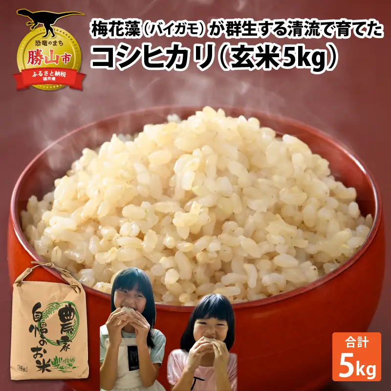 米 令和8年産 コシヒカリ玄米 5kg 先行予約 [A-040028]