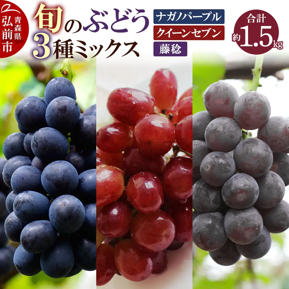 【26年8月下旬～発送】ぶどう 旬のぶどう3種ミックス 約1.5kg（ナガノパープル、クイーンセブン、藤稔）まもる農園 青森県 弘前市