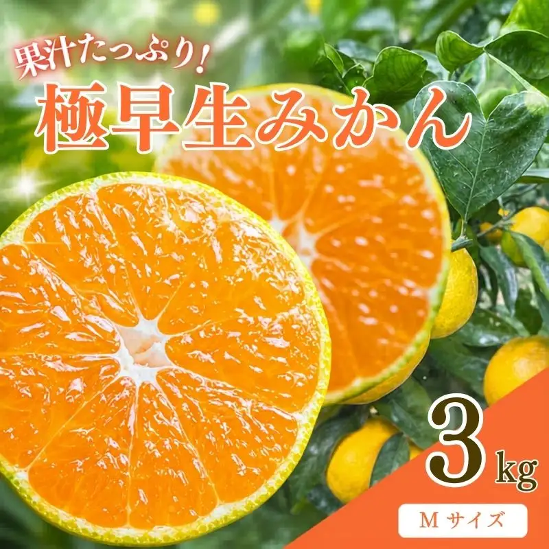先行予約 紀州田辺産 果汁たっぷりの極早生みかん3kg（Mサイズ） ※9月中旬に順次発送予定【期間限定・8/31まで】 / 和歌山県 ミカン 期間限定 秋 柑橘  フルーツ 果物 紀州産【kjt016】
