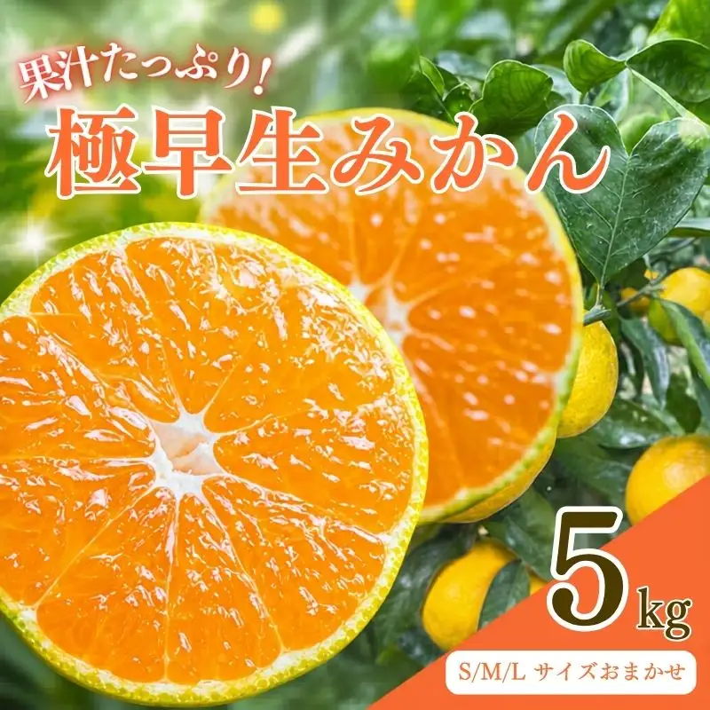 先行予約 紀州田辺産 果汁たっぷりの極早生みかん5kg（S/M/Lサイズおまかせ） ※9月中旬に順次発送予定【期間限定・8/31まで】 / 和歌山県 ミカン 期間限定 秋 柑橘  フルーツ 果物 紀州産【kjt017】