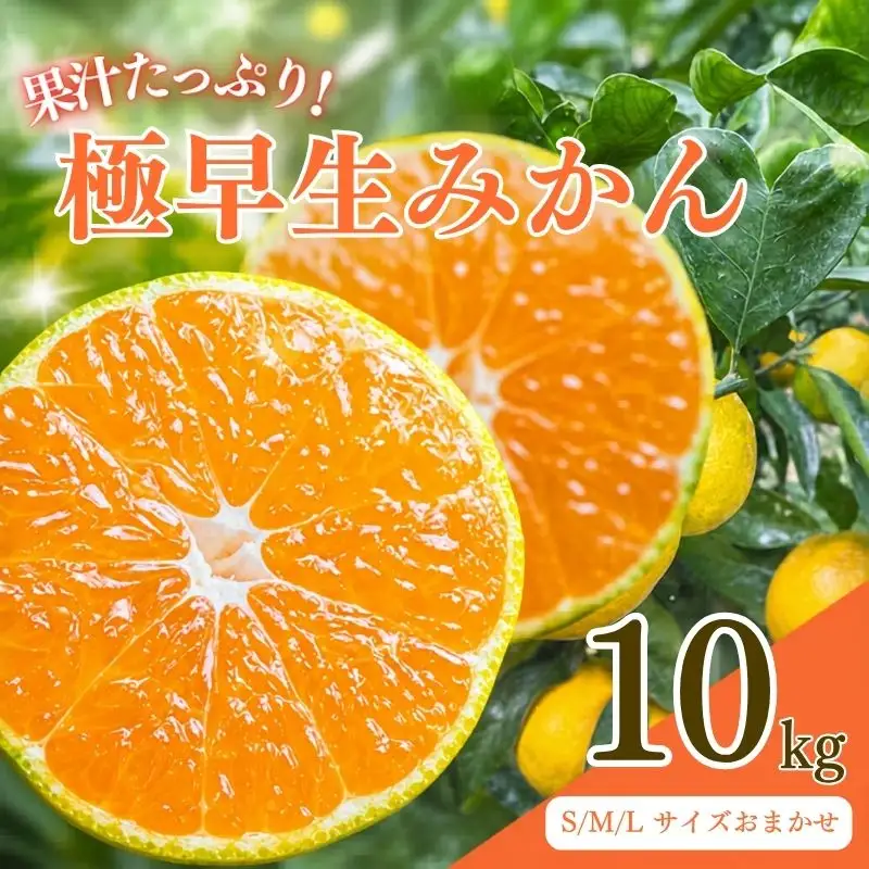 先行予約 紀州田辺産 果汁たっぷりの極早生みかん 10kg（S/M/Lサイズおまかせ） ※9月中旬に順次発送予定【期間限定・8/31まで】 / 和歌山県 ミカン 期間限定 秋 柑橘  フルーツ 果物 紀州産【kjt018】