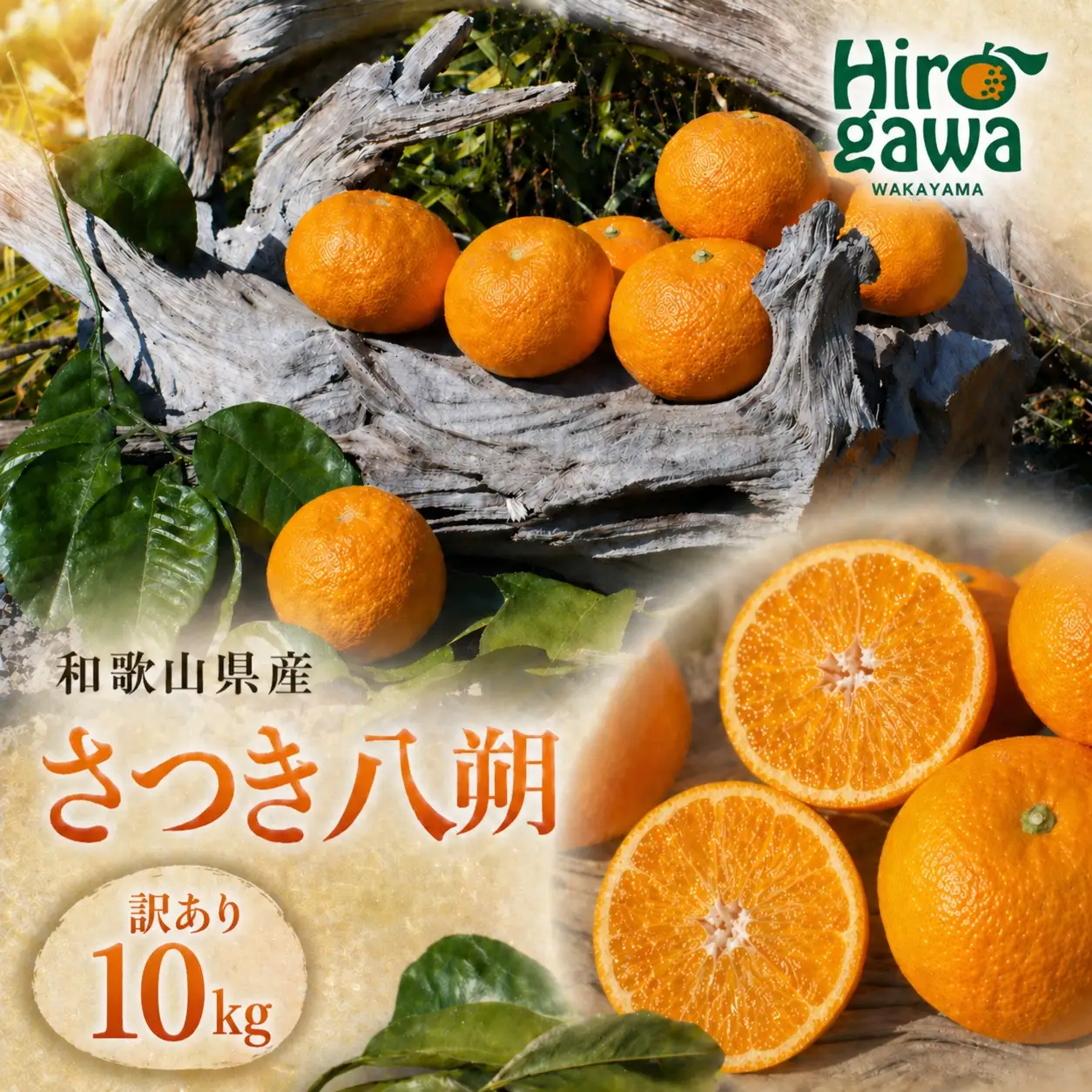 さつき 八朔 訳あり 10kg / さつき 八朔 柑橘 和歌山 有田 家庭用 プレミアム 厳選 訳あり わけあり 傷あり 紀州 国産 ※2027年3月上旬～2027年3月下旬に順次発送【gsa022-c-10】