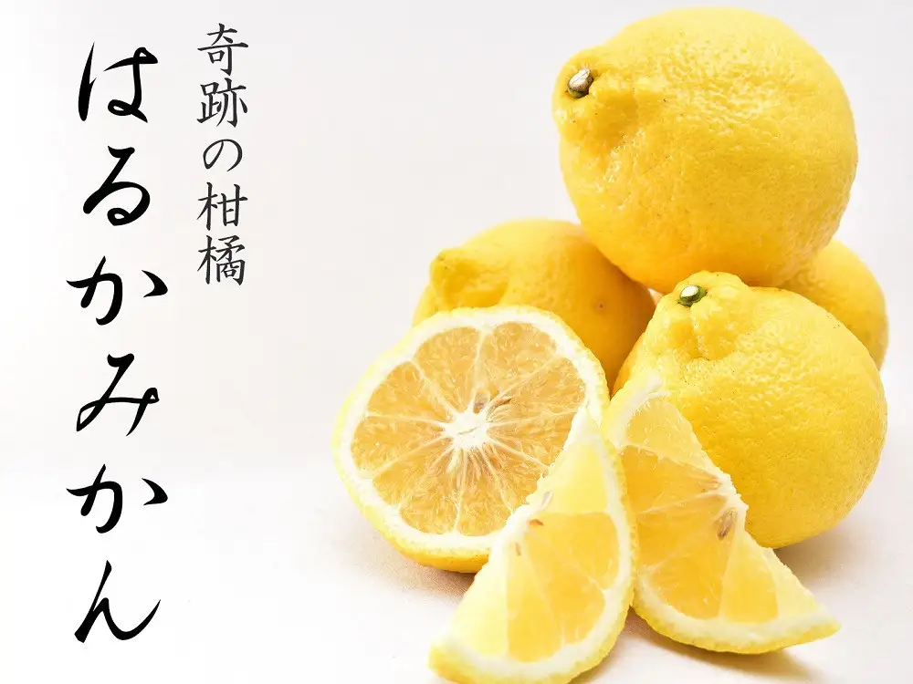 はるかみかん 6kg 訳あり はるか 和歌山県産より農家直送 フルーツ 果物 家庭用［Mg29］