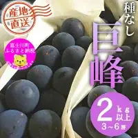 【2026年発送分】【フルーツ王国やまなし】 巨峰  ３～６房（２kg以上）　ぶどう 葡萄 ブドウ 種なし 大粒 山梨県産 フルーツ 果物 くだもの 産地直送 富士川町