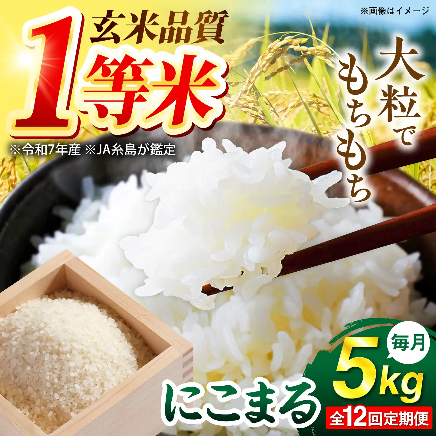 【全12回定期便】 にこまる 玄米品質1等米 白米 5kg 糸島市産 糸島市 / 糸島の恵み コメ こめ ご飯[AGR010]