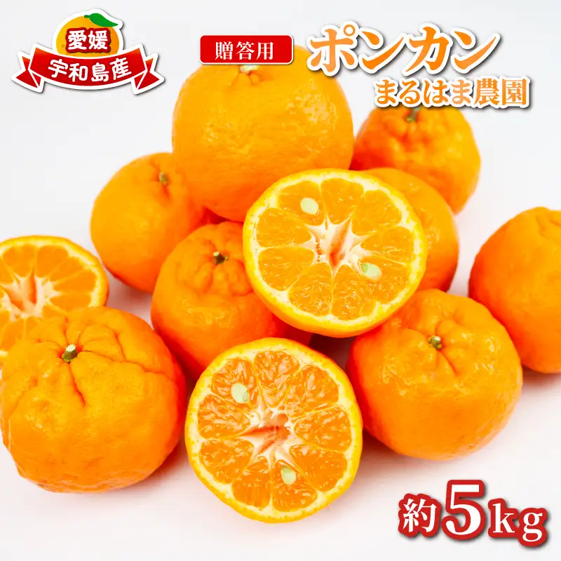 贈答用 ポンカン 5kg まるはま農園 みかん 先行予約 柑橘 果物 くだもの フルーツ ぽんかん 濃厚 甘い 甘味 蜜柑 美味しい 贈答用 贈答品 贈答 ギフト プレゼント ミカン 愛媛みかん 愛媛県産みかん 産地直送 数量限定 国産 愛媛 宇和島 B010-202002