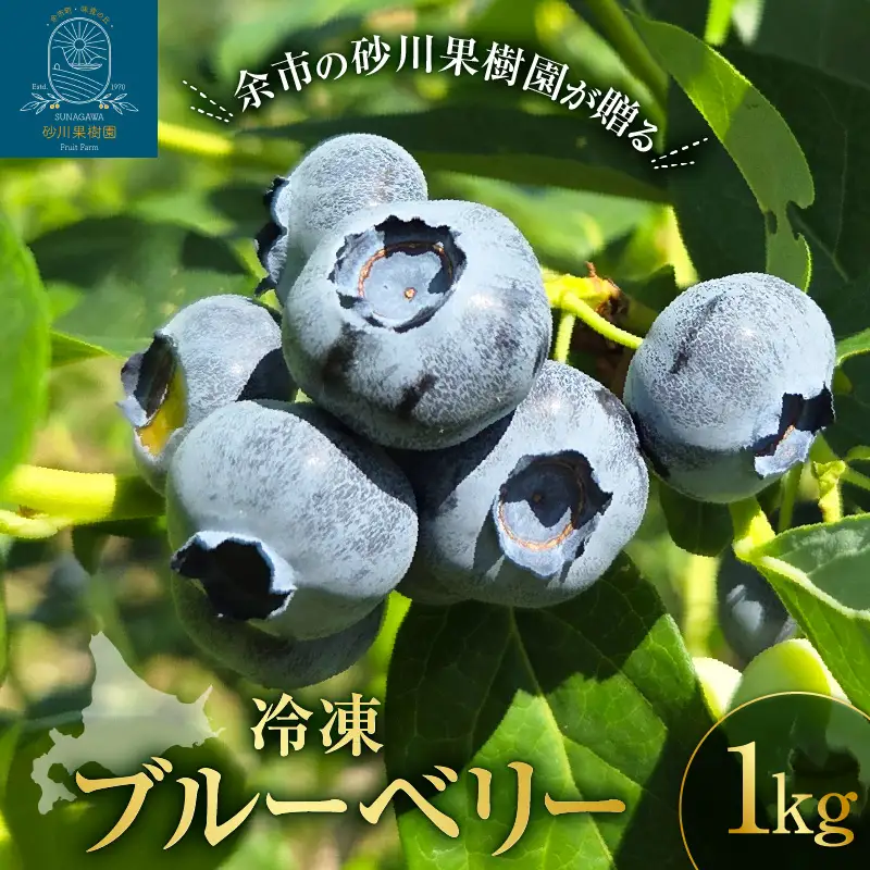 余市の砂川果樹園が贈る 冷凍ブルーベリー1Kg_Y033-0041