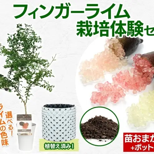 フィンガーライム栽培体験セット柑橘苗植木鉢フィンガーライム イエロー
