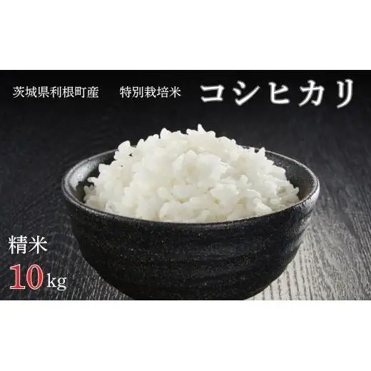 利根町産【特別栽培米】コシヒカリ　精米10kg ／ お米 コメ こめ ごはん コシヒカリ 白米 精米 10kg 特別栽培 令和7年産 茨城県 利根町