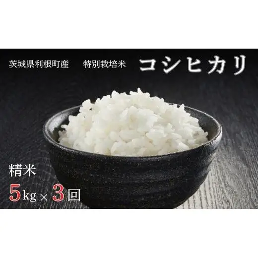 【3ヶ月定期便】利根町産【特別栽培米】コシヒカリ　精米5kg×3回 ／ お米 コメ こめ ごはん コシヒカリ 白米 精米 5kg 特別栽培 令和7年産 定期便 3回 茨城県 利根町