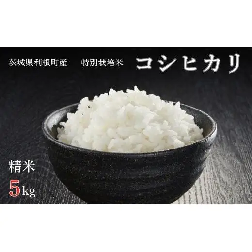利根町産【特別栽培米】コシヒカリ　精米5kg ／ お米 コメ こめ ごはん コシヒカリ 白米 精米 5kg 特別栽培 令和7年産 茨城県 利根町