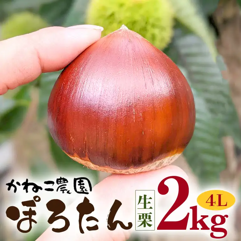 生栗 2kg 4Lサイズ ぽろたん 栗 クリ くり 茨城県 笠間市 JO-014
