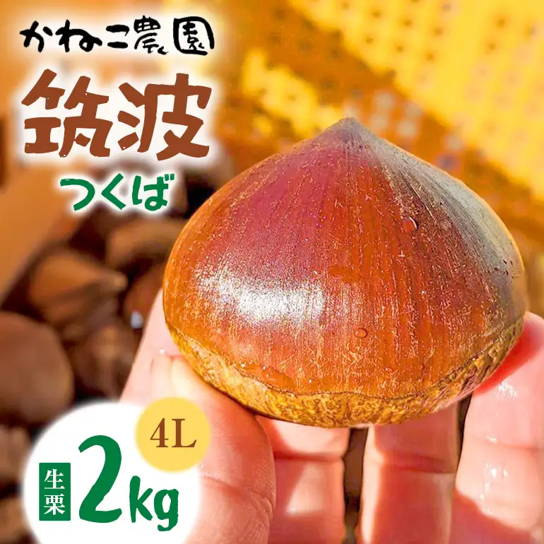 生栗 2kg 4Lサイズ 筑波 栗 クリ くり 茨城県 笠間市 JO-016
