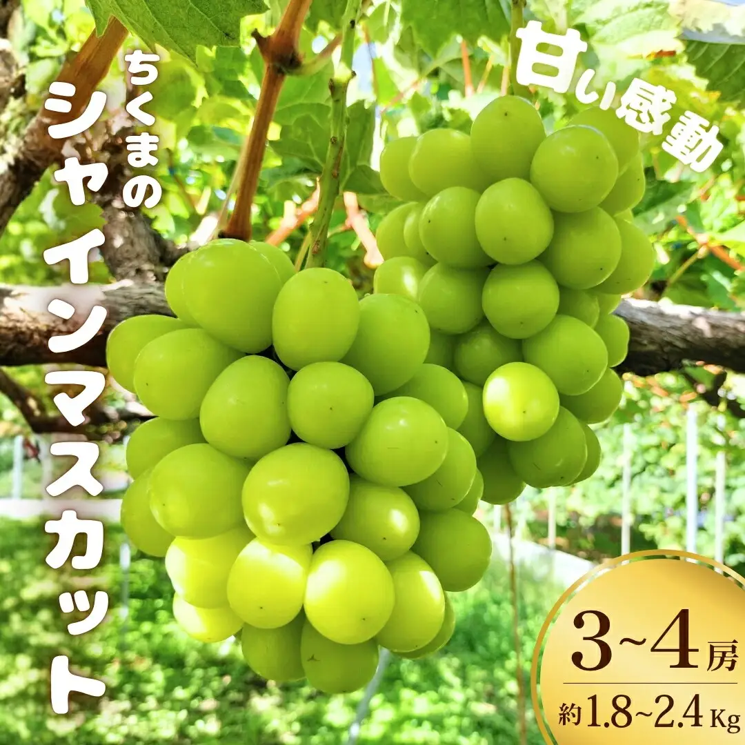 甘い感動 ちくまのシャインマスカット 3~4房 (約1.8kg~約2.4kg)【半蔵農園】 | シャインマスカット