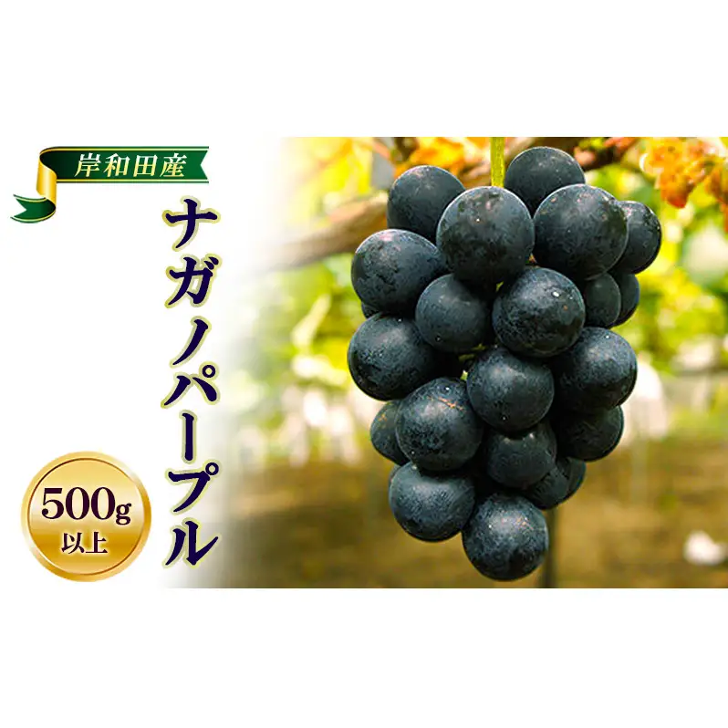 ナガノパープルぶどう種なし皮ごとナガノパープル【1房500g以上】【先行予約】