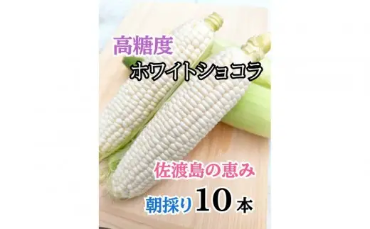 【2026年6月以降発送分】高糖度とうもろこし「ホワイトショコラ」10本 佐渡島産