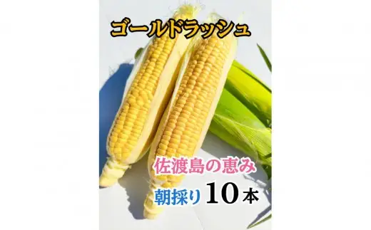 【2026年6月以降発送分】とうもろこし「ゴールドラッシュ」10本 佐渡島産