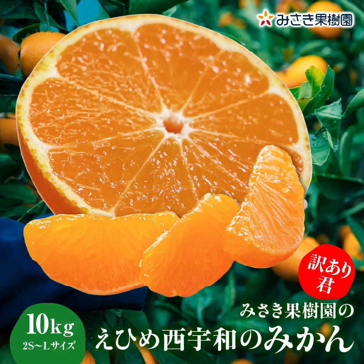 みかんページ 先行受付】【訳あり君】みさき果樹園のえひめ西宇和のみかん10kg2S～L