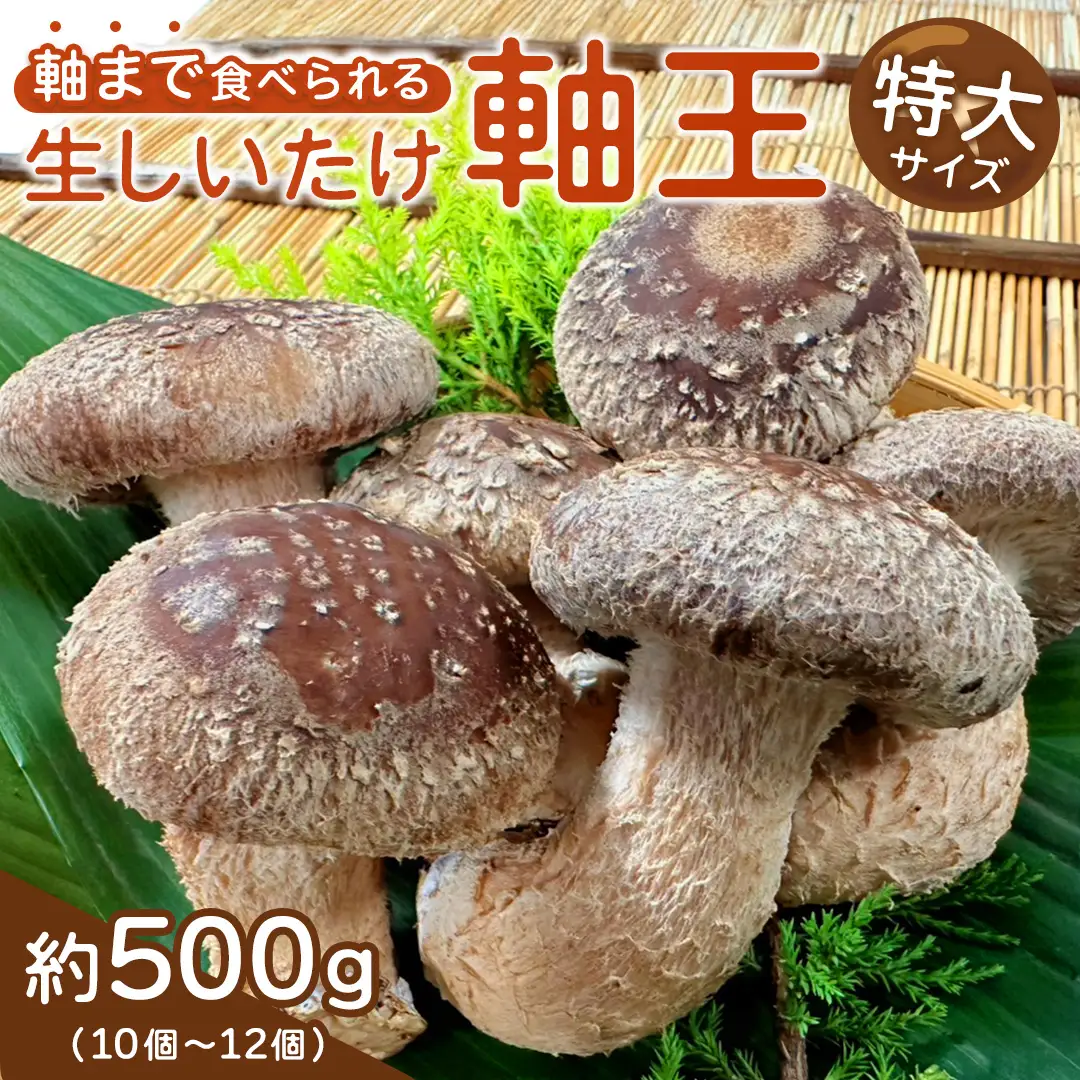 産地直送！軸まで美味しい『軸王しいたけ』特大サイズ 約500g (約10〜12個)