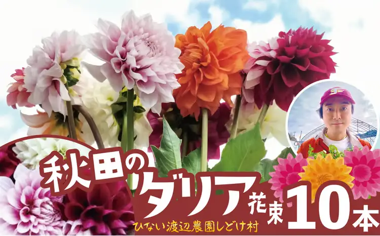 新鮮！綺麗！秋田のダリア〈10本〉　90P7806【ひない渡辺農園しどけ村】