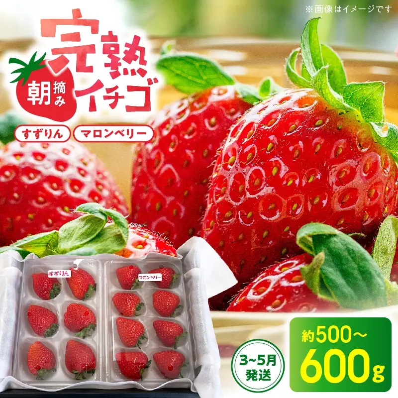 S186-001-03_【3月～5月発送】朝摘み完熟イチゴセット（マロンベリー・すずりん）