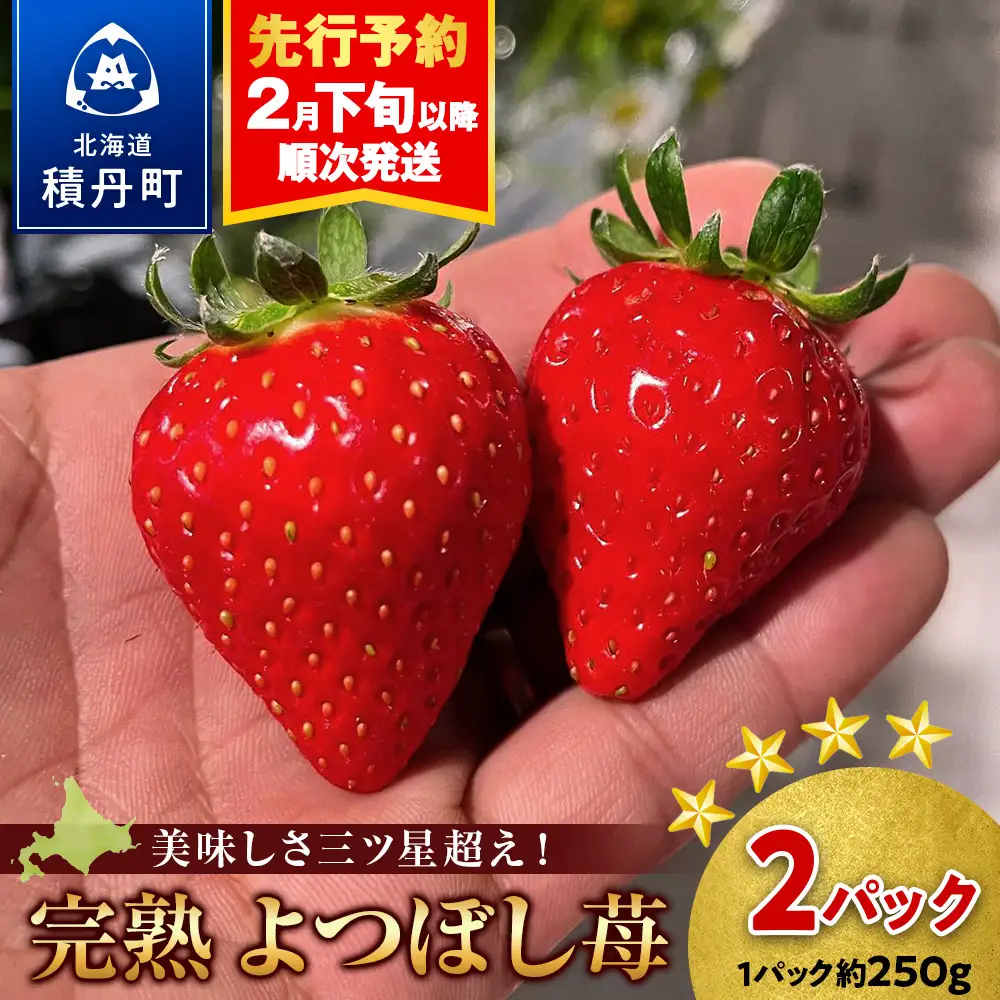 【2027年2月下旬以降発送】北海道産 完熟よつぼし苺(約250g×2パック)