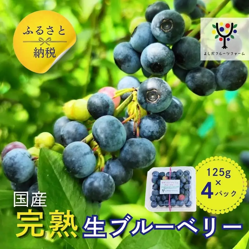 国産 生ブルーベリー 500g (125g×4パック) 品種おまかせ 
