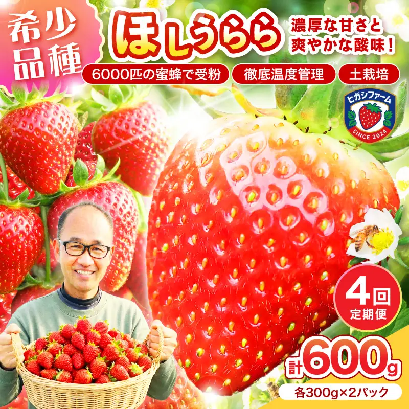 【2027年1月～5月発送予定】【糖度12〜15度の希少品種】いちご  ほしうらら 約600g（約300g×2パック×1箱）4ヶ月定期便【配送不可地域：北海道・沖縄・離島】【121B-002-2027】