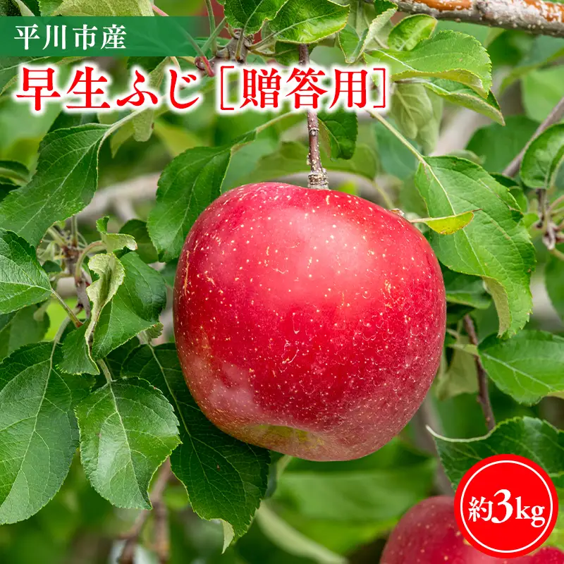 りんご 贈答用 早生ふじ3kg【hi-0064-010】