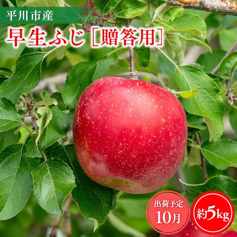 りんご 贈答用 早生ふじ5kg【hi-0064-011】
