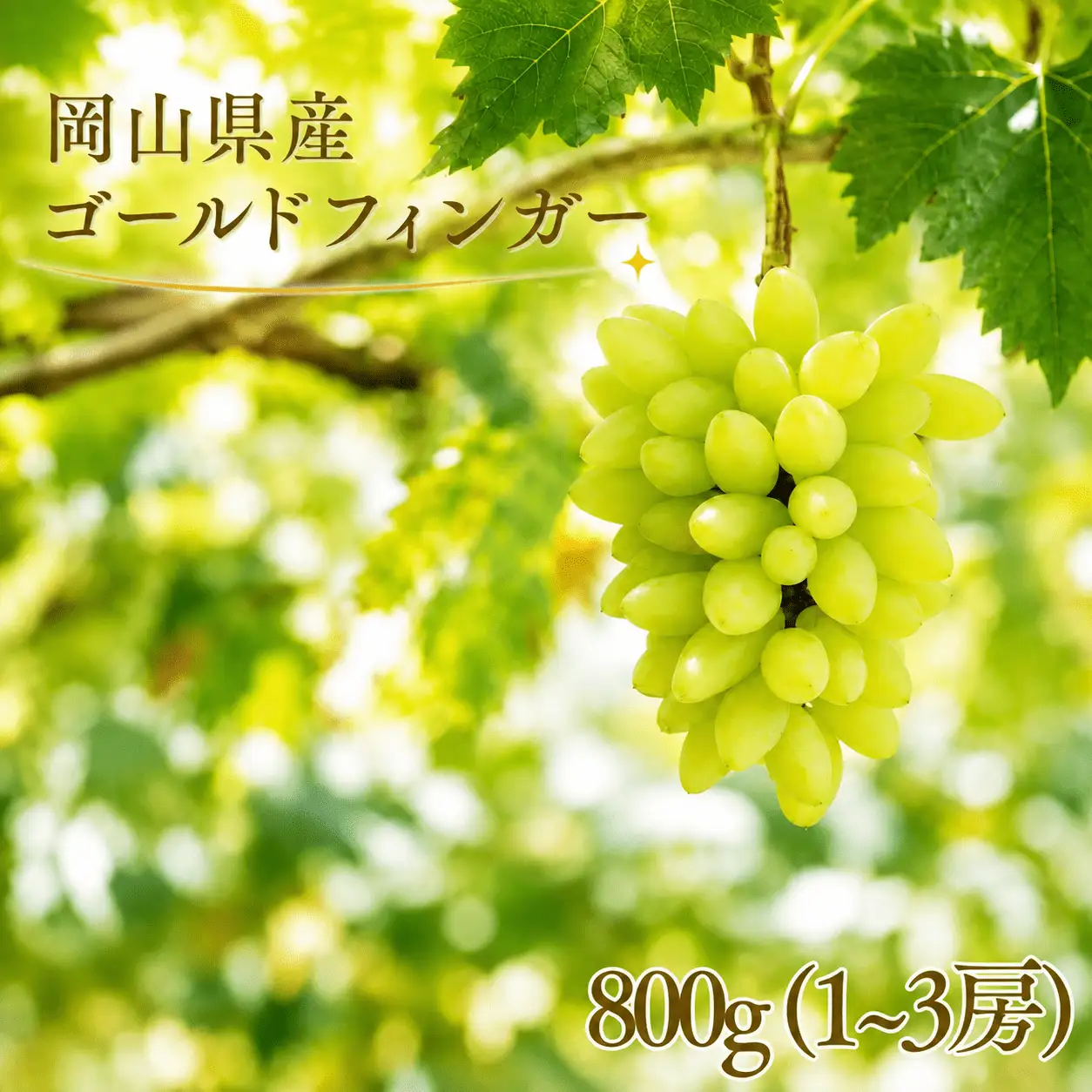 【2026年先行予約】岡山県産 希少品種 ゴールドフィンガー 800g(1~3房)  / ぶどう 岡山 ゴールドフィンガー 高級 果物 産地直送 国産 数量限定 【tppn001-01】