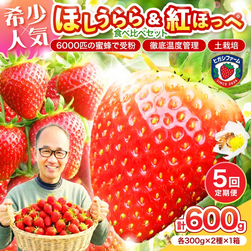 【2027年1月～5月発送予定】希少品種 ほしうらら と 紅ほっぺ の食べ比べセット 約600g（約300g×各種1パック×1箱）5ヶ月定期便【配送不可地域：北海道・沖縄・離島】【121B-009-2027】