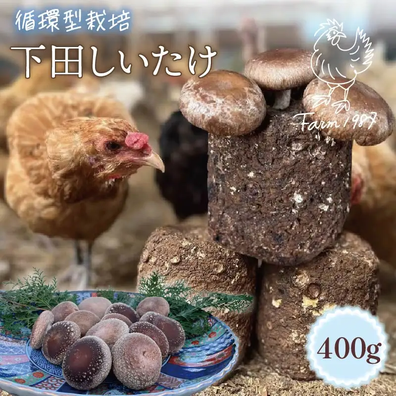 しいたけ 400g 椎茸 先行予約 シイタケ 菌床椎茸 きのこ 静岡 下田 伊豆 養鶏 farm1987