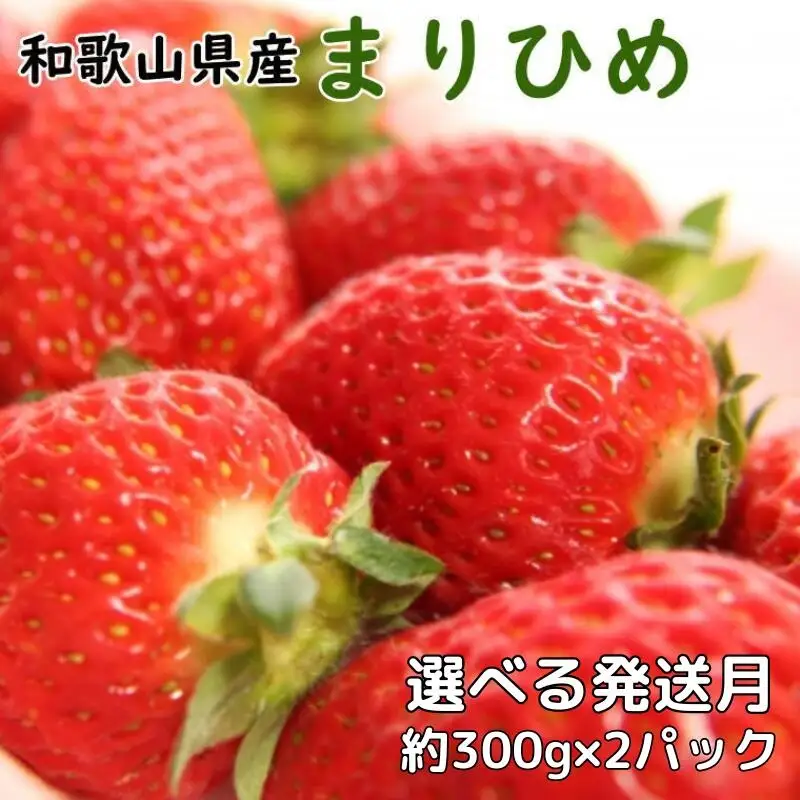 和歌山県産ブランド いちご「まりひめ」大粒系約300g×2パック入り ※2026年12月中旬～2027年2月下旬頃順次発送予定（お届け日指定不可） ※北海道・沖縄・離島配送不可【tec500-l-300x2】