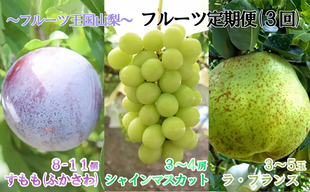 【2026年発送分】【フルーツ定期便】シャインマスカット 約２kg (３～４房)＆【糖度16度以上】すもも『ふかさわ』約1.3〜1.5kg（8〜11個）＆ラ・フランス 約1.5kg（3～5玉）　シャイン マスカット ぶどう ブドウ 葡萄 李 スモモ 洋なし 洋梨 洋ナシ フルーツ 果物 くだもの 山梨 やまなし 富士川町