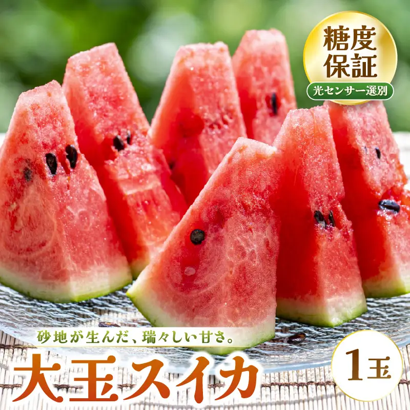 先行予約  大玉スイカ (赤肉) 1玉 糖度11.5度以上 2026年7月上旬以降順次発送予定 [A-22103]