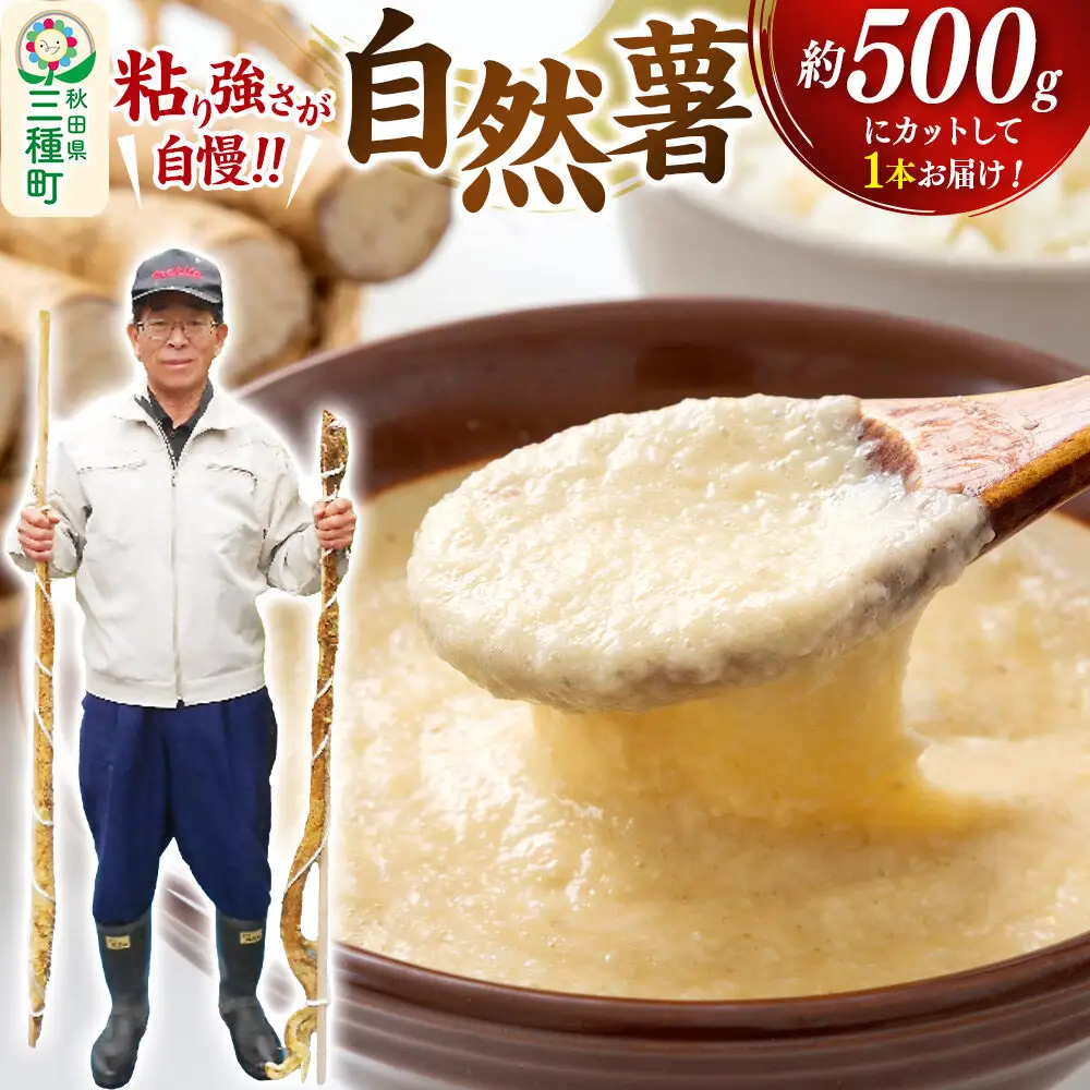 自然薯 約500g （1本） 秋田県三種町産