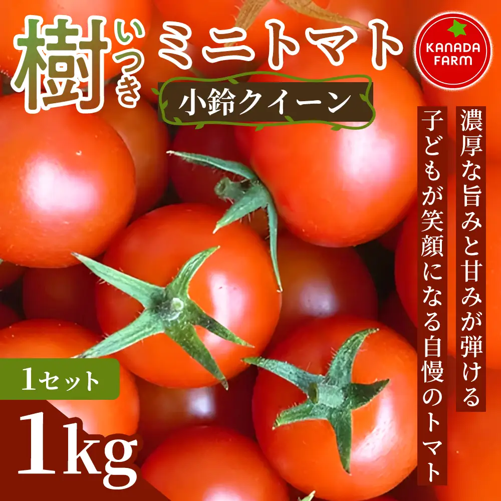 《先行予約》樹（いつき）ミニトマト（小鈴クイーン）1kg 1セット 新鮮野菜 フルーツ 旬 サラダ デザート お弁当 朝食 料理用 そのまま食べる おうちごはん お取り寄せ 産地直送 濃厚なコクと甘み 贈り物 手土産 愛知県 豊橋市