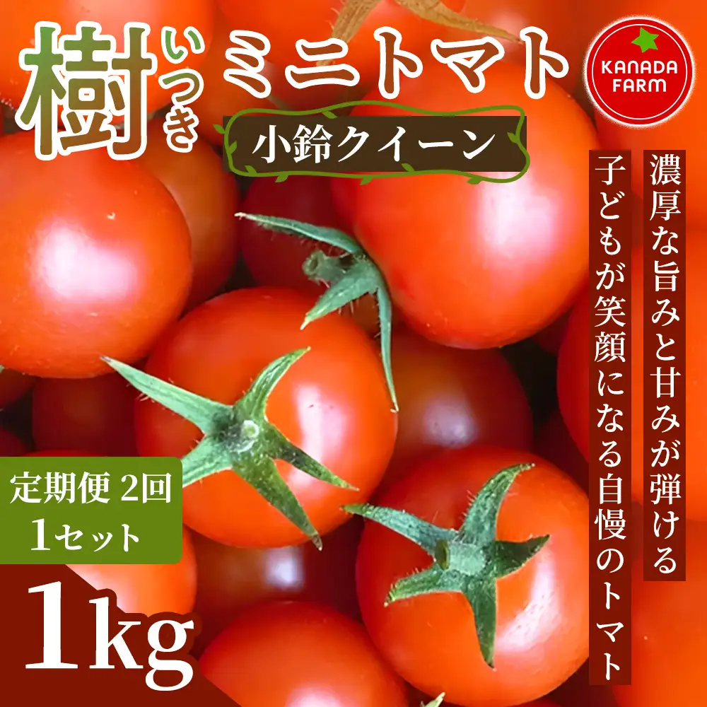 《先行予約》【定期便2ヶ月】樹（いつき）ミニトマト（小鈴クイーン）1kg 定期便発送 新鮮野菜 フルーツ 旬 サラダ デザート お弁当 朝食 料理用 そのまま食べる おうちごはん お取り寄せ 産地直送 贈り物 手土産 愛知県 豊橋市