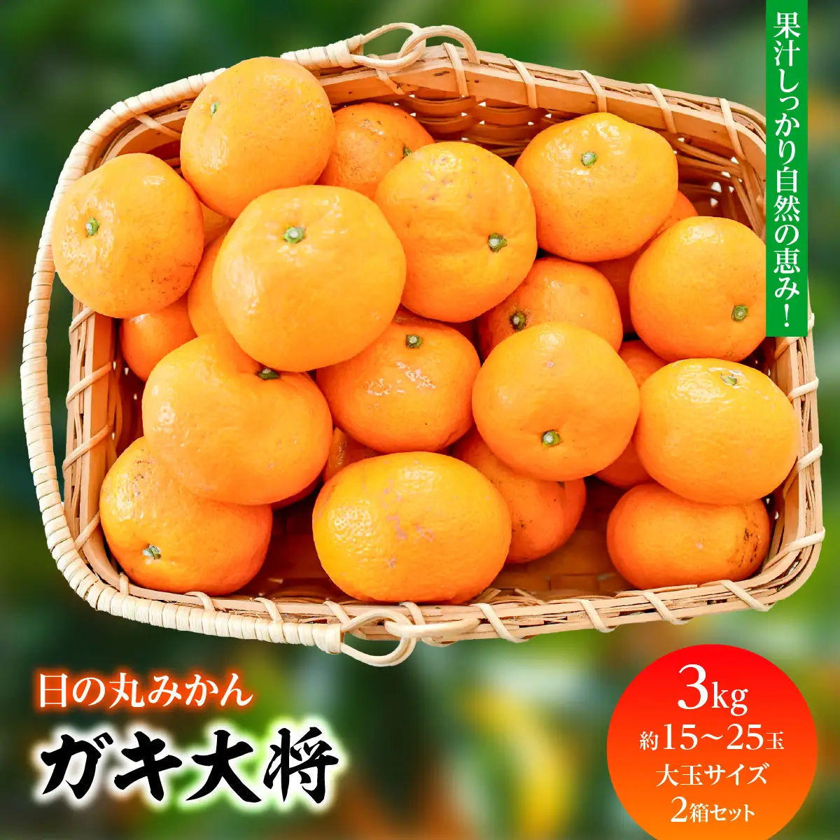 【先行受付】自然の恵み!「ガキ大将」3kg(大玉サイズ)日の丸みかん/2箱セット/ご家庭用【C79-12】【1452035】YWTC012