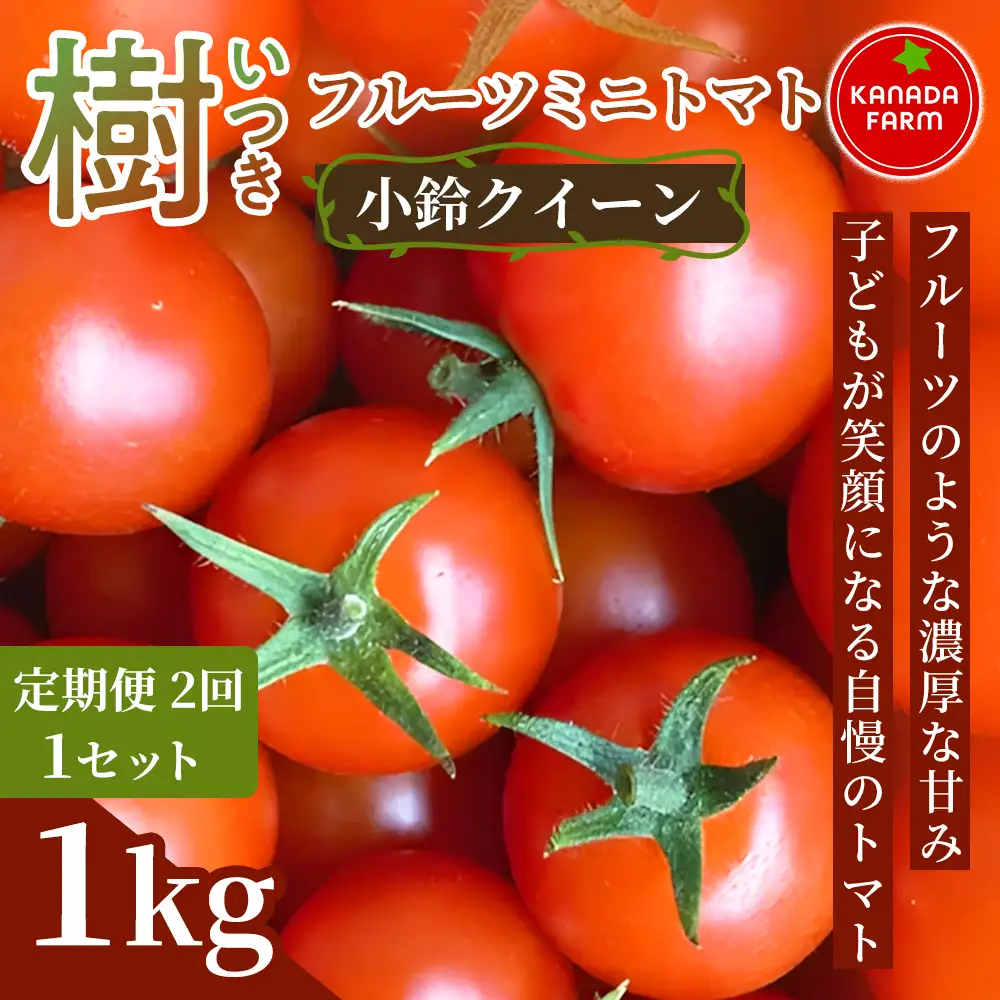 《先行予約》【定期便2ヶ月】樹（いつき）フルーツミニトマト（小鈴クイーン）1kg 定期便 甘い野菜 デザート感覚 おやつ スイーツ感覚 サラダ用 そのまま食べる フルーツのような濃厚な甘み 旬 家庭用 贈り物 お取り寄せ 産地直送 愛知県 豊橋市