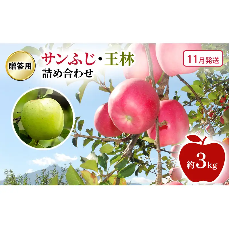 りんご詰合せ サンふじ王林贈答用 青森県産 りんご詰合せ【約3kg】【11月発送】