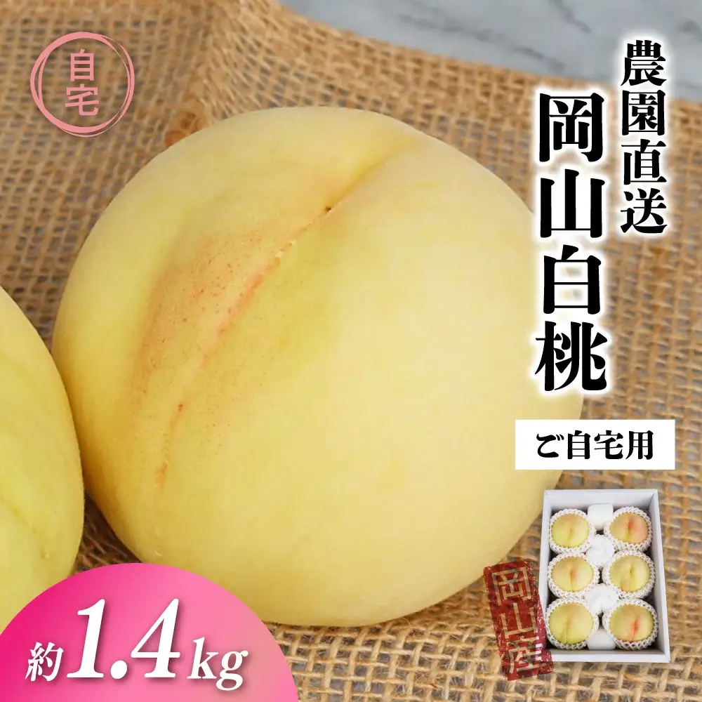 桃 岡山県産白桃 ご自宅用もも 1.4kg前後 【jujy086-01】