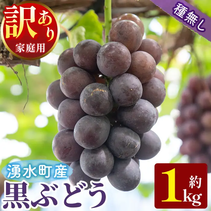 ≪期間限定！2026年8月中旬以降順次発送≫  訳あり！黒ぶどう(約1kg) 国産 九州産 鹿児島産 湧水町 巨峰 ピオーネ クインニーナ BKシードレス 葡萄 ぶどう ブドウ 果物 くだもの フルーツ 旬 訳アリ ワケあり 家庭用 種無し 種なし 【大倉野 隆】_y601