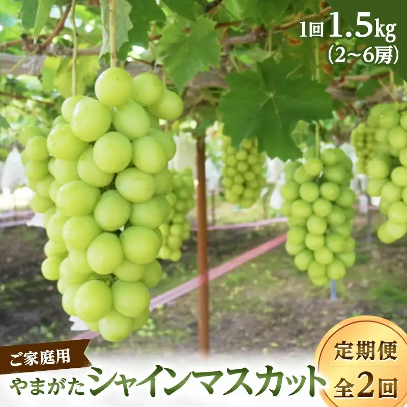 【ご家庭用】やまがたシャインマスカット定期便（全2回） FSY-2807