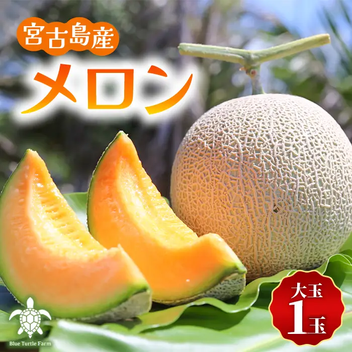 【2026年冬先行予約】宮古島産赤肉冬メロン 大玉1玉（2kg以上）【ブルータートルファーム】（DC014）