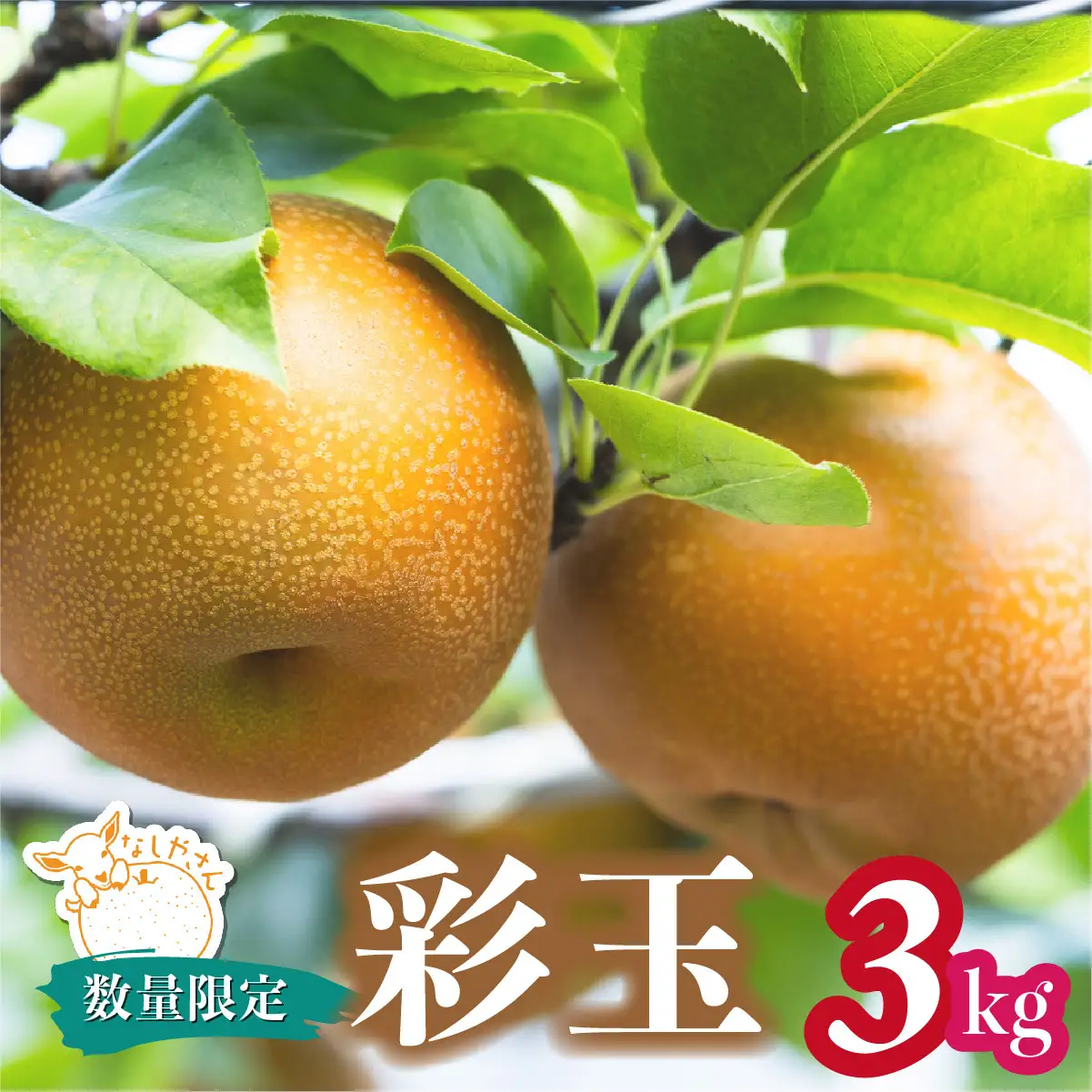 梨 彩玉 約3kg(5～7個入り)  | 梨 彩玉 埼玉県 東松山市