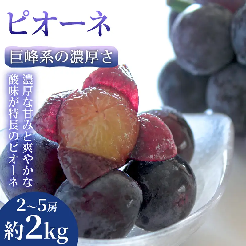 ピオーネ ぶどう 熊本県産 大粒 ピオーネ【2〜5房 約2kg】