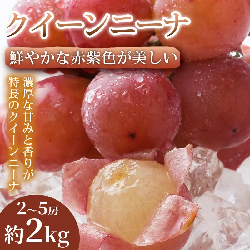 クイーンニーナ ぶどう 熊本県産 大粒 クイーンニーナ【2〜5房 約2kg】